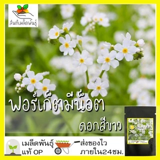 เมล็ดพันธุ์ ชุดดอกฟอร์เก็ตมีน็อต ดอกไม้แห่งความรัก ขายดีที่สุด ปลูกง่าย โตไว พร้อมส่ง ฟอร์เก็ตมีน็อต/พันธุ์แอฟริกา/สีฟ้า