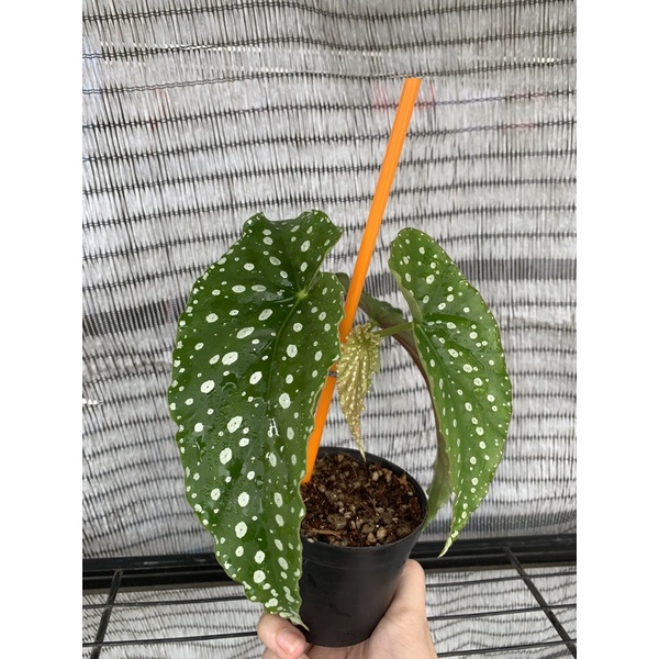 บีโกเนีย Begonia Maculata polka dot ลายจุดขาวชัด ใบใหญ่