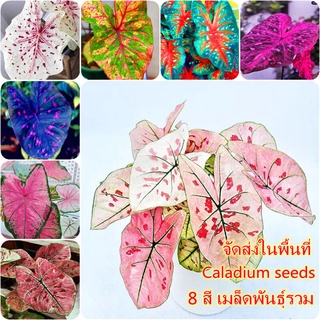 100เมล็ด เมล็ดพันธุ์รวม Caladium seeds เมล็ดบอนสี บอลสี ต้นไม้ด่าง บอนสีแปลกๆ5บาท หัวบอนสี ต้นบอนสีหายาก เมล็ดดอกไม้