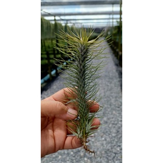 Tillandsia funckiana ×recurvifoliaต้นสูง 12-15cm