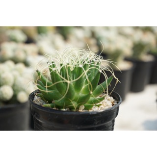 แมมมิลาเลียแคมโตติชา  Mamillaria Camptotricha