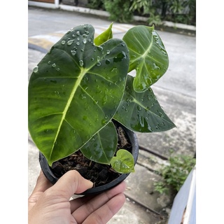 อโลคาเซีย Alocasia frydek ใบสีเขียวกำมะหยี่