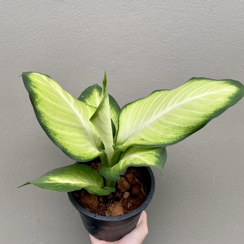 ต้นแสงจันทรา แพ๊คจัดส่งทั้งกระถางขนาด 5.5 นิ้ว ต้นสูงรวมกระถาง 35 เซน อโกลนีมาแสงจันทรา - รูปที่ 2