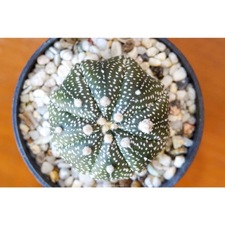 แคคตัส แอสโตรไฟตั้ม แอสทีเรียส ทรงเว้าปลาดาว (Astrophytum Asterias)