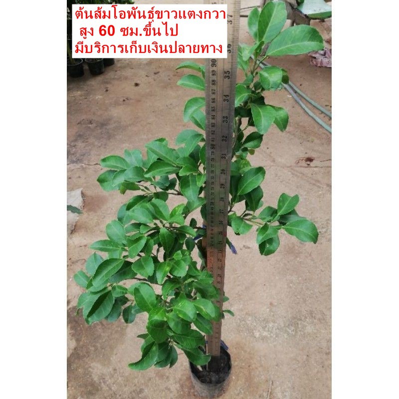 ต้นส้มโอ​พันธุ์​ขาว​แตงกวา​ สูง​ 60ซม.ขึ้นไป​ ราคา​ 120​ บาท (มีราคาขายส่งค่ะ)**สินค้าขายดี**