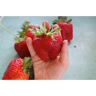 เมล็ดพันธุ์ Strawberry สายพันธุ์ Sequoia 50 เมล็ด เมล็ดพันธุ์นำเข้าจาก ยุโรป อัตราการงอก 90 % ส่งพร้อมคู่มือการปลูก