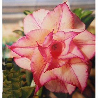 12 เมล็ด เมล็ดพันธุ์ ชวนชม สายพันธุ์ไต้หวัน ดอกสีส้ม โอรส Adenium Seeds