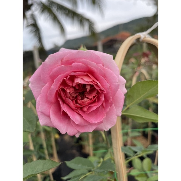 กุหลาบเลื้อยดอกสีชมพู สวยมาก