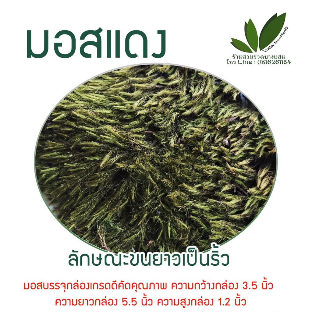 มอสแห้ง มอสจัดสวน กล่องละ 70฿ มีให้เลือก 3 ชนิด แถมฟรีคู่มือ - รูปที่ 4