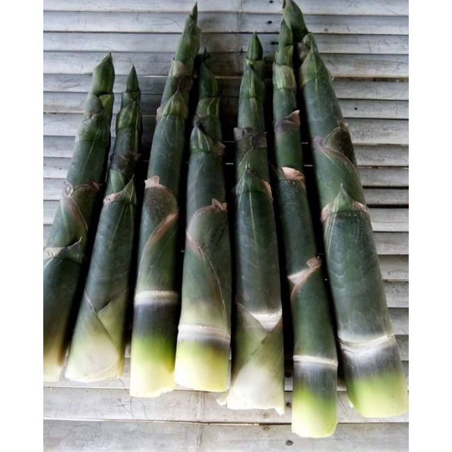 ต้นพันธุ์ไผ่บงหวานไผ่ทานดิบได้ 2ต้น150บาทแบบขุดเหง้า