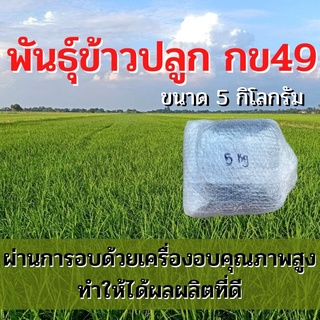 พันธุ์ข้าวปลูก กข49 เมล็ดพันธุ์ ข้าวปลูก กข49 เมล็ดพันธุ์ข้าว พันธุ์ข้าว กข.49 ให้ผลผลิตดี (5 กิโล)