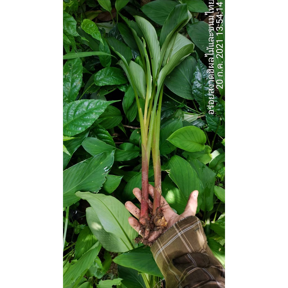 ต้นกระชายขาวพร้อมปลูก ต้นละ5บาทขุดจากแปลงรากเยอะต้นใหญ่ รูปที่ 6