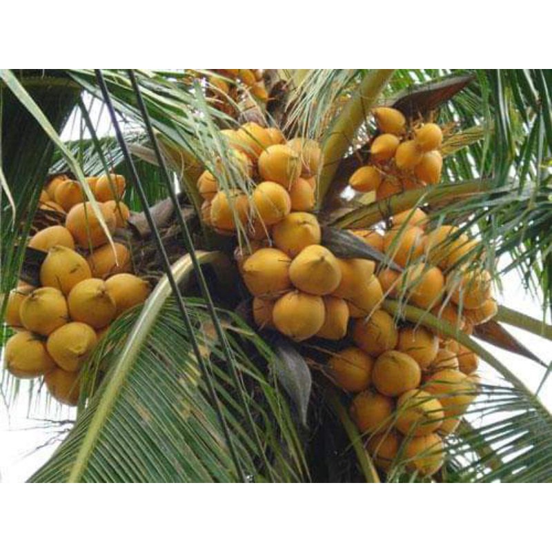 มะพร้าวสีทอง มะพร้าวไฟภาคใต้ ผลไม้ทำยา สำหรับเพาะปลูก หรือรับประทาน