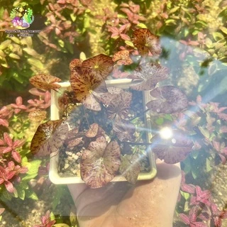 บัวเรดไทเกอร์(Nymphaea lotus ‘Red’)