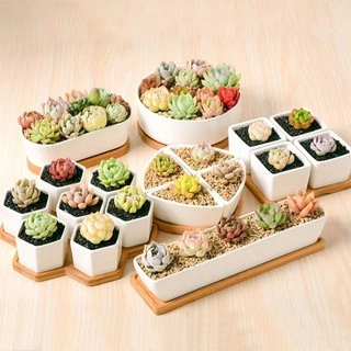 Plants Center T202 กระถางต้นไม้ เซรามิกขาวทรงรี มาพร้อมถาดรองไม้ ขนาด วัสดุเซรามิกเคลือบเงา ขนาด 17.5*8*6cm