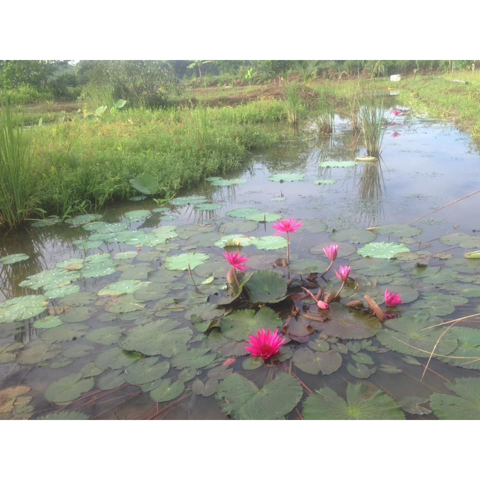 บัวสาย พันธุ์บัวแดง เป็นกอต้นใหญ่พร้อมออกดอก บัวกินสาย