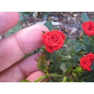 30 เมล็ด เมล็ดพันธุ์ ดอกกุหลาบ สีแดง พันธุ์แคระ กุหลาบจิ๋ว Rose Seeds