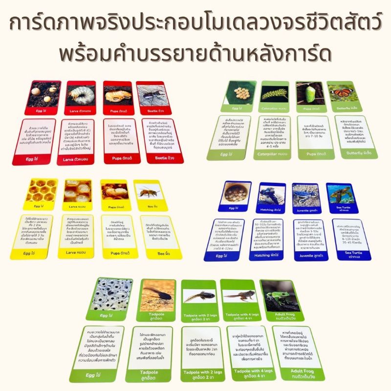 Life Cycle 2 การ์ดวงจรชีวิตสัตว์และพืช