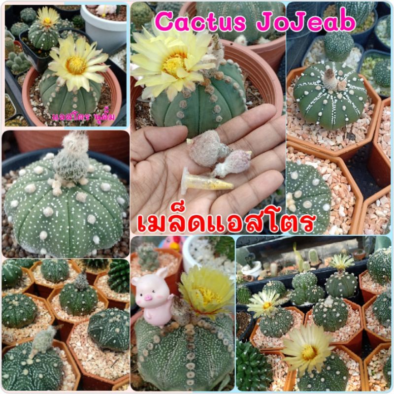 เมล็ดแอสโตร เมล็ดแคคตัส มีลุ้นสายพันธุ์ นูดั้มและแอสทีเรียส จำนวน 50 เมล็ด