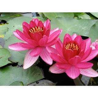 100 เมล็ด เมล็ดบัว สีแดง นำเข้า บัวนอก สายพันธุ์เมล็ดบัว Waterlily Nymphaea Seeds