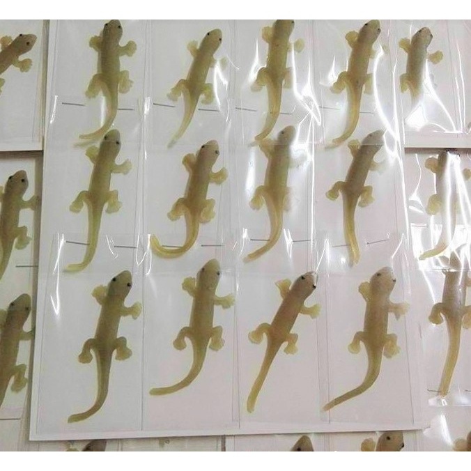 จิ้งจกปลอม​ จิ้งจกยาง​ 12 ตัว