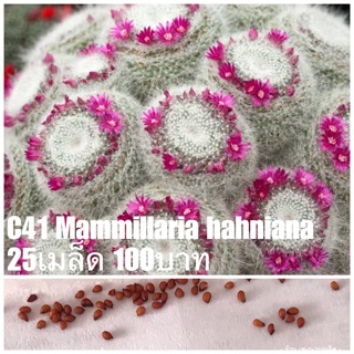 C41 Mammillaria hahniana 25เมล็ด 100บาท