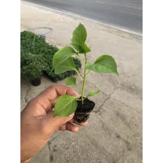 ต้นกล้าพริกขี้หนูสวน มีความหอมและเผ็ดมาก พร้อมปลูก กล้าละ 10 บาท