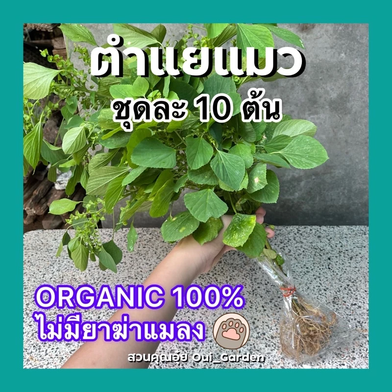 ตำแยแมว หญ้าแมว 1ชุดได้10ต้น สำหรับให้แมวกิน ปลูกแบบออแกนิคไร้สารพิษ