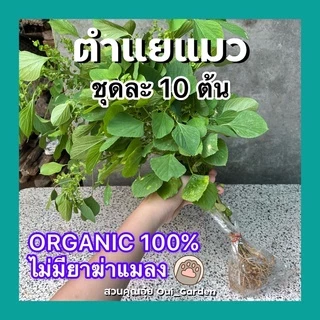 ตำแยแมว หญ้าแมว 1ชุดได้10ต้น สำหรับให้แมวกิน ปลูกแบบออแกนิคไร้สารพิษ