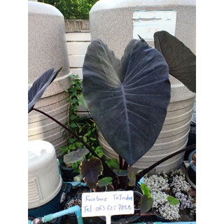 colocasia madeira tropicool โคโลคาเซิยมาเดียรา