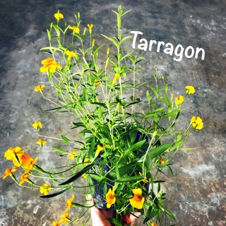 ทารากอน Tarragon ขนาดถุง4*8นิ้ว/ขั้นต่ำ 2 ต้น