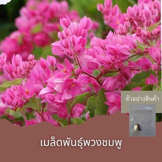 เมล็ดพันธุ์พวงชมพู3เมล็ด ขั้นต่ำโปรดสั่งสินค้าภายในร้าน30บาทขึ้นไปไม่รวมค่าขนส่งค่ะ