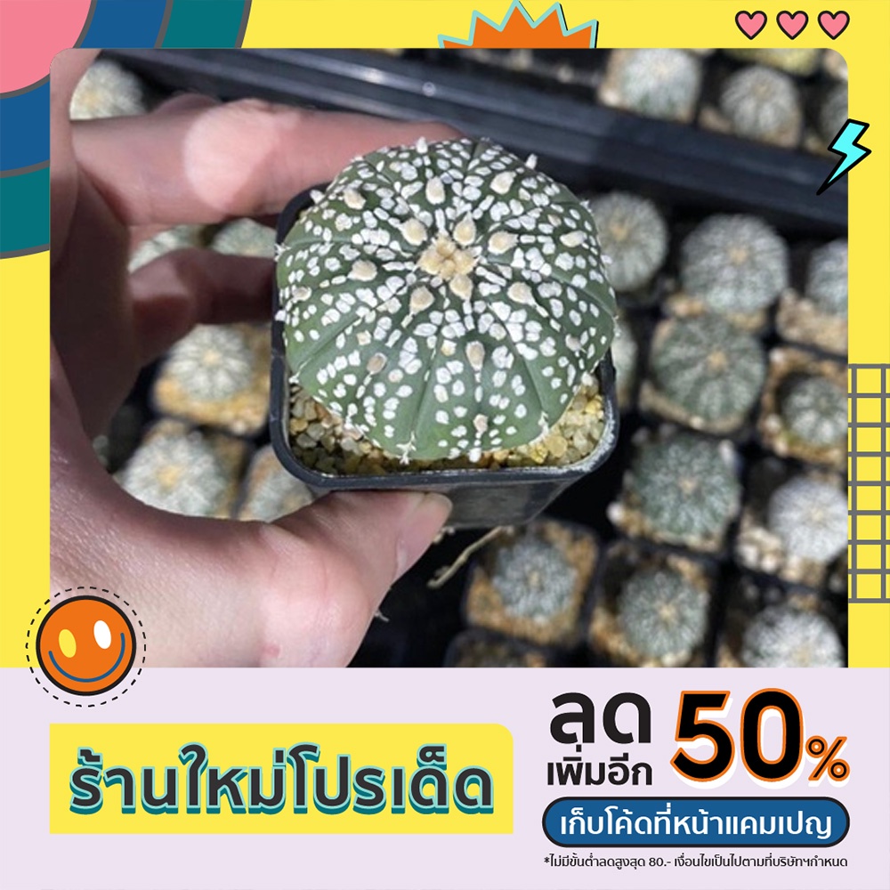 แอสโตรไฟตัม แคคตัส Astrophytum ไม้เพาะเมล็ด ลุ้นสีดอก - ต้นกระบองเพชร🏜️ต้นแคคตัส🏷️ราคาถูก