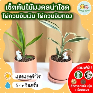 เซ็ตต้นไม้มงคลนำโชค ไผ่กวนอิมเงิน ไผ่กวนอิมทอง กระถางเซรามิค 3 นิ้ว [แถมฟรี! เม็ดดินเผา + ปุ๋ย + ตุ๊กตาตกแต่ง] ไม้ฟอกอาก