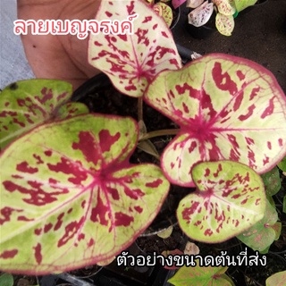 บอนสี ลายเบญจรงค์ ไม้ประดับ