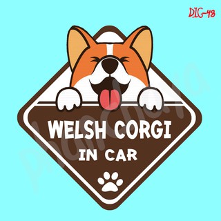 DIC48 สติ๊กเกอร์ ติดรถ Welsh Corgi Dog In Car สติ๊กเกอร์ติดรถ แต่งรถ car sticker