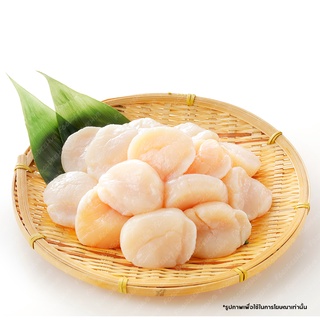 หอยเชลล์ญี่ปุ่นเกรดซาชิมิทานสด - Japanese Scallop (Sashimi Grade) - Natural Coast