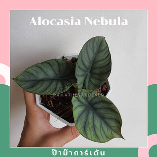 อโลคาเซีย หนังช้าง เนบิวล่า  Alocasia Nebula กระถาง 4 นิ้ว