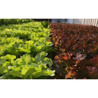 ph down กรดไนตริก พร้อมส่ง  เจือจาง 6.8% ปรับค่าน้ำ ไม่มีไอฟุ้งกระจาย พร้อมใช้ ผักสลัด ผักไทย ไฮโดรโปนิกส์ ชุดคู่ 2 ลิตร - รูปที่ 2