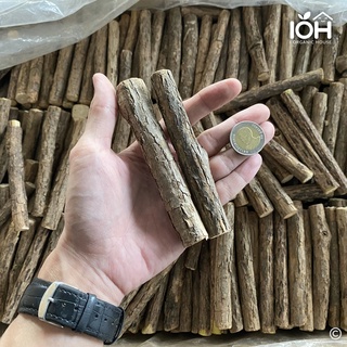 IOH Matatabi Sticks ไม้มาทาทาบิ (Sizeใหญ่จริงการันตี) ก้านมาทาทาบิ แคทนิปญี่ปุ่น ไม้ขัดฟันแมว(1.5-2.0cm)