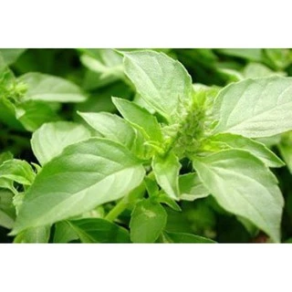 ง่วนสูน ใบกะเพราป่น 40 g Ground Holy Basil Leaf