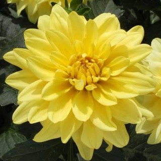 รักเร่ Dahlia สายพันธุ์ Gallery Pinto นำเข้าจากเนเธอร์แลน หัวสดใหม่ 1 หัว/ออเดอร์