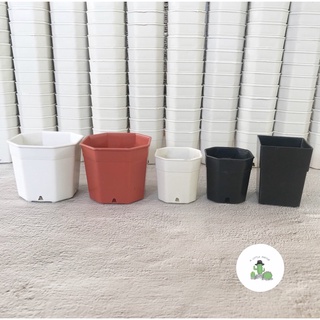 🌵 A Little cactus 🌵กระถางแคคตัส 2 นิ้ว 3 นิ้ว  กระถางเพาะ 7 …