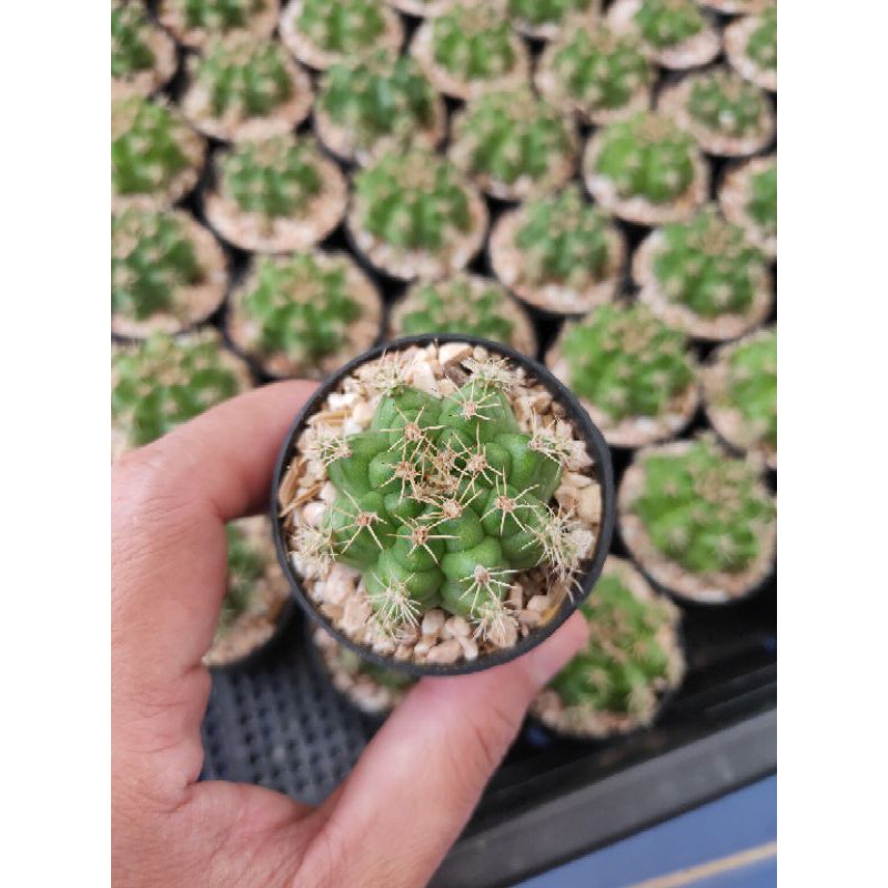 กระบองเพชร แคคตัส (Cactus) ยิมโน (Gymnocalycium) ลุ้นสีดอก ไม้ชำหน่อและไม้เพาะเมล็ด  ขนาดกระถาง 2 นิ้ว