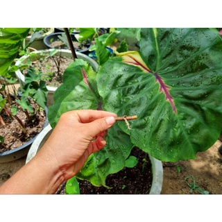 ☘️ข้อไหลไลท์ พิลลาร์☘️COLOCASIA"LIGHT PILLAR"