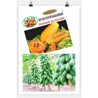 เมล็ดพันธุ์มะละกอฮอลแลนด์ Papaya Seeds Holland สายพันธุ์ปักไม้ลาย เมล็ดพันธุ์แท้ จำนวน 1 ซองน้ำหนัก 2 กรัม(120เมล็ด)