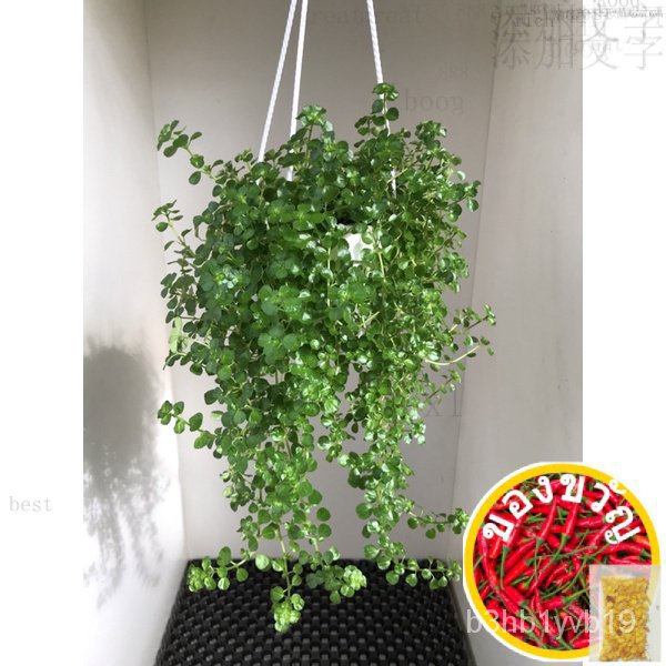 {Live plant} Pilea Hanging in pot 120头饰/帽子/花园/儿童/香菜/文胸/苹果/手链/裙子/内裤/ VWNO