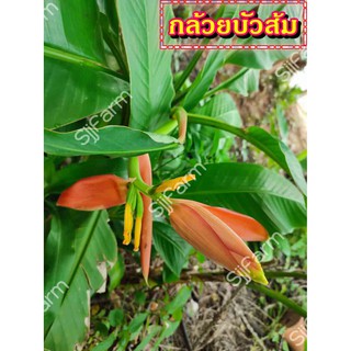 กล้วยบัวส้ม (Flowering banana) เป็นต้นขุดสด จัดส่งขนาดคละไซส์ ขุดตามออเดอร์ จัดส่ง 1-3 วันได้รับสินค้า