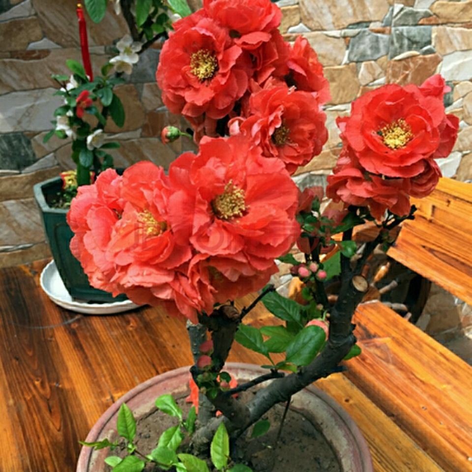 H 重瓣海棠花盆栽树苗盆景老桩花卉绿植物室内四季开花不断庭院包邮 199