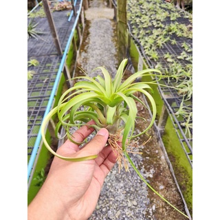 tillandsia Brachycoulos x streptophylla บาซี่ x สเตรป ทิลแลนเซีย #รากอากาศ #airplant #tillandsia